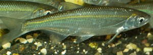 800px-AlburnusAlburnus1.jpg