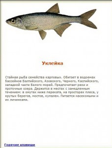 Уклейка.JPG