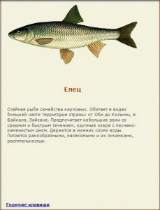 Елец.JPG