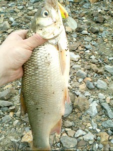IMG0018A.jpg