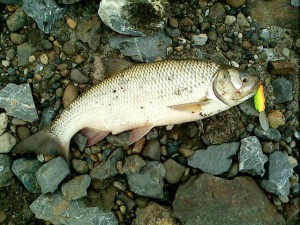 IMG0019A.jpg