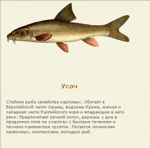 Усач.jpg