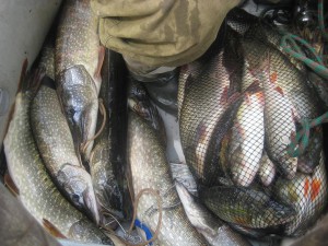 IMG_0496.jpg