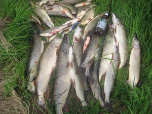 IMG_0499.jpg