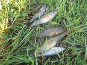 IMG_0557.JPG
